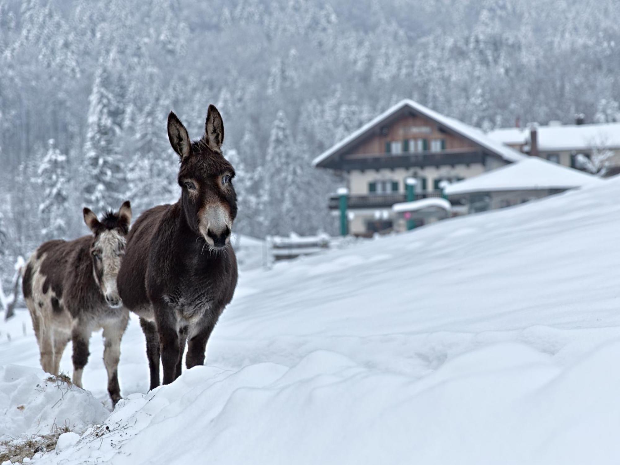 Berggasthof Hotel Duftbraeu I Ruhige Alleinlage I Mitten Im Gruenen Samerberg Kültér fotó